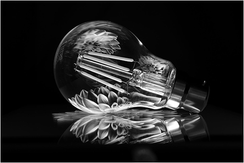 HC  FLOWERING BULB - MICHELLE BARKER 